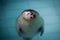 Cute and lazy fat fur seal rests in the turquoise pool