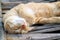 Cute Lazy Light Brown Cat Napping on the Bamboo Bridge