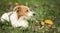 Cute lazy pet dog resting in the grass