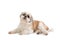 Cute lazy shih tzu dog lying on the floor