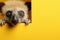 Cute lemur peeking out of hole in yellow paper background. Ai generative