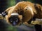 Cute lemur playing on rope