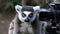 Cute lemur primate looking, focus on foreground, nature photographic portrait generated by AI