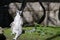 Cute lemur sunbating on the grass