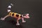 A cute leopard gecko stands in a defensive posture. Little lizard Eublepharis Macularius/