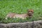 Cute leopard stares at the camera lying on the grass in the Singapore zoo