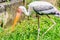 Cute Lesser adjutant stork in the nature. The lesser adjutant (Leptoptilos javanicus) is a large wading bird in the stork family