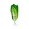 Cute lettuce cartoon character