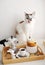 Cute licking cat and Easter still life. Coffee and cake. Espresso maker moka pot. White dishes, ceramic easter bunny