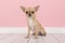 Cute light brown chihuahua dog sitting in a pink living room set