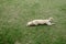 Cute light brown dog lay down on green grass