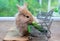 Cute light brown rabbit eat cucumber in shopping cart on wood table with green background