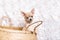 Cute Light chihuahua puppy sitting In Wicker basket at white background and looking at camera with space for text