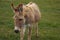 Cute, light-furred donkey in a sunny, grassy field