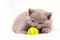 Cute lilac British kitten is curled up and sniffs a ball