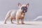 Cute lilac fawn colored French Bulldog dog puppy with blue eyes standing