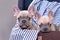 Cute lilac French Bulldog dog puppies with bright blue eyes with one chewing on edge of brown trunk