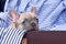 Cute lilac French Bulldog dog puppy with bright blue eyes chewing on edge of brown trunk