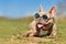 Cute lilac French Bulldog dog wearing blue sunglasses in summer on hot day