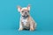 Cute lilac red fawn French Bulldog dog puppy on blue background