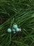 Cute lilac and turquoise porcelain berries on grass.