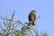 A cute lincoln sparrow looking around