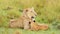 Cute Lion Cub in Africa, Adorable Lions Caring For and Looking after Baby, Amazing Animal Behaviour