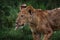 Cute lion cub close-up detail with bone, African danger animal, Panthera leo, Okavnago delta Botswana in Africa. Cat babe in