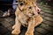 A cute lion cub head portrait watching