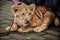 A cute lion cub head portrait watching