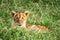 Cute lion cub with his tongue out, rest is the cool grass of the Masai Mara, Kenya