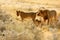 Cute lion cub with mother, African danger animal, Panthera leo, detail Savuti, Botswana in Africa. Cat babe in nature habitat.