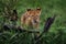 Cute lion cub with mother, African danger animal, Panthera leo, okavnago delta Botswana in Africa. Cat babe in nature habitat.