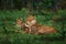 Cute lion cub with mother, African danger animal, Panthera leo, okavnago delta Botswana in Africa. Cat babe in nature habitat.