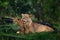 Cute lion cub with mother lick, African danger animal, Panthera leo, okavnago delta Botswana in Africa. Cat babe in nature habitat