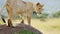 Cute Lion Cub Playing with Lioness Mother in Maasai Mara, Kenya, Africa, Funny Young Baby Lions in M