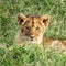 Cute lion cub resting in the cool grass of the Masai Mara, Kenya