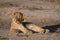 A cute lion cub shaking its head