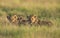 Cute Lion cubs at Amboseli National Park,Kenya