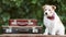 Cute listening dog sitting with retro suitcases, pet travel or transport