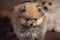 A cute litt Pomeranian puppy dog