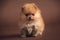 A cute litt Pomeranian puppy dog