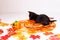 Cute litte black kitten with halloween items