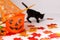 Cute litte black kitten with halloween items