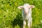 Cute litte lamb on paddock with lush green grass