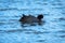 Cute little Andean coot swimming on the lake