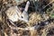 Cute little animal jerboa - rodent mammal