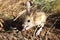 Cute little animal jerboa - rodent mammal