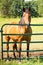 Cute little Arabian mare waiting patiently for treats at pasture gate