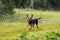 Cute little Australian terrier walking in the green field on a blurry background